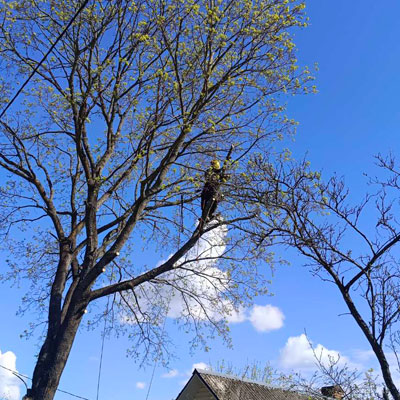 Удаление дерева возле частного дома, апрель 2023